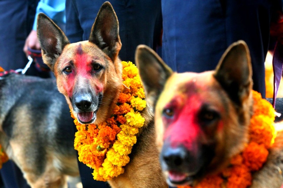 यमपञ्चकको दोस्रो दिन आज कुकुर तिहार : निष्ठा, श्रद्धा र मोक्षको प्रतीक