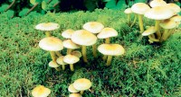 दाङमा जङ्गली च्याउ खाँदा तीन वर्षीया बालिकाको ज्यान गयो