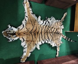 दाङमा बाघको छाला सहित ३ जना पक्राउ