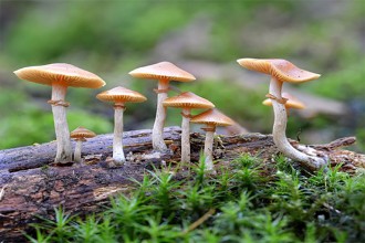 रोल्पामा जंगली च्याउ खाँदा एक दम्पतीको मृत्यु