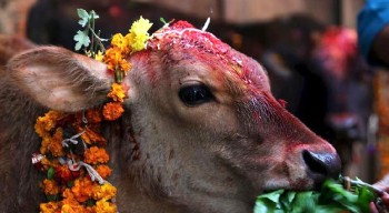 आज गाई–गोरुको पूजा गरी तिहारको चौथो दिन मनाइँदै