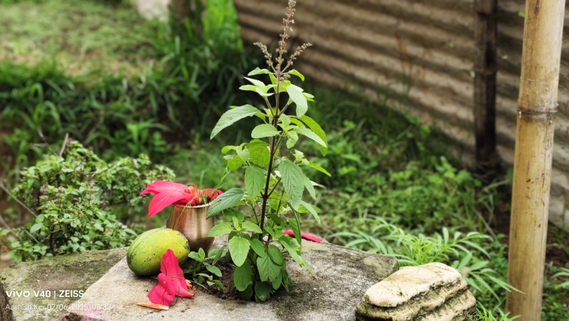 आज हरिशयनी एकादशी, तुलसीको बिरुवा रोपिँदै